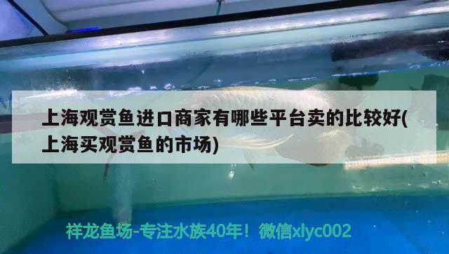 上海观赏鱼进口商家有哪些平台卖的比较好(上海买观赏鱼的市场)