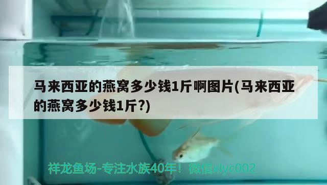 马来西亚的燕窝多少钱1斤啊图片(马来西亚的燕窝多少钱1斤?) 马来西亚燕窝