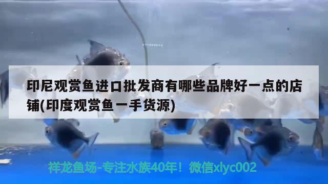 印尼观赏鱼进口批发商有哪些品牌好一点的店铺(印度观赏鱼一手货源) 观赏鱼进出口 第1张