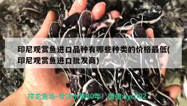 印尼观赏鱼进口品种有哪些种类的价格最低(印尼观赏鱼进口批发商)