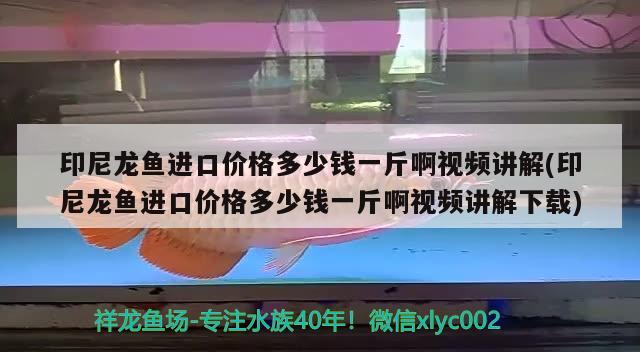 印尼龙鱼进口价格多少钱一斤啊视频讲解(印尼龙鱼进口价格多少钱一斤啊视频讲解下载) 观赏鱼进出口