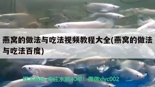 燕窝的做法与吃法视频教程大全(燕窝的做法与吃法百度) 马来西亚燕窝