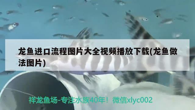 龙鱼进口流程图片大全视频播放下载(龙鱼做法图片)