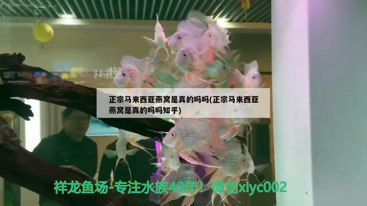 正宗马来西亚燕窝是真的吗吗(正宗马来西亚燕窝是真的吗吗知乎) 马来西亚燕窝