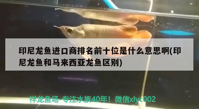 印尼龙鱼进口商排名前十位是什么意思啊(印尼龙鱼和马来西亚龙鱼区别) 观赏鱼进出口 第2张