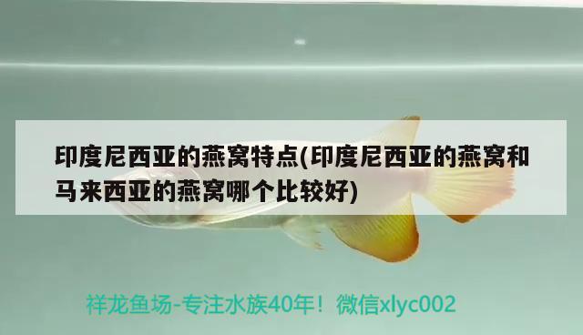 印度尼西亚的燕窝特点(印度尼西亚的燕窝和马来西亚的燕窝哪个比较好) 马来西亚燕窝