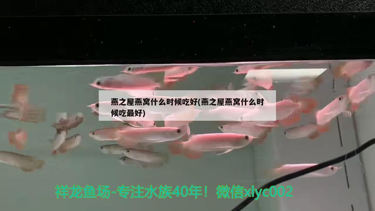 燕之屋燕窝什么时候吃好(燕之屋燕窝什么时候吃最好)