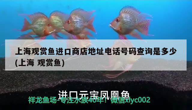 上海观赏鱼进口商店地址电话号码查询是多少(上海观赏鱼) 观赏鱼进出口