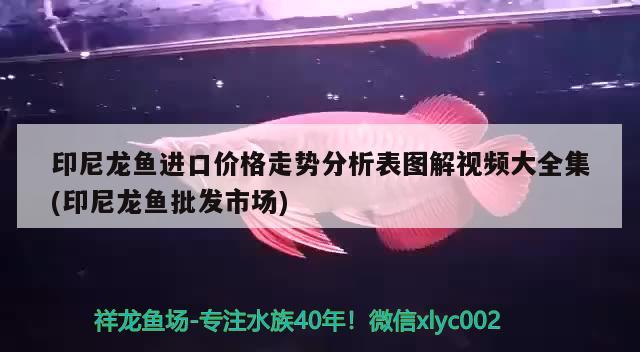 印尼龙鱼进口价格走势分析表图解视频大全集(印尼龙鱼批发市场)