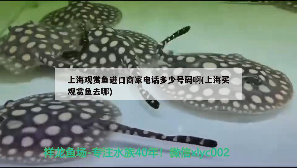 上海观赏鱼进口商家电话多少号码啊(上海买观赏鱼去哪)