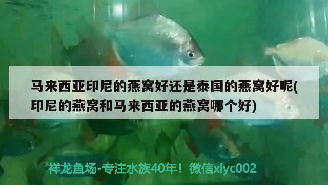 马来西亚印尼的燕窝好还是泰国的燕窝好呢(印尼的燕窝和马来西亚的燕窝哪个好) 马来西亚燕窝