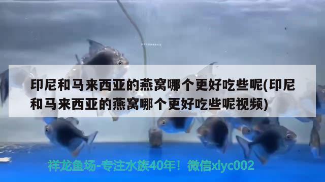 印尼和马来西亚的燕窝哪个更好吃些呢(印尼和马来西亚的燕窝哪个更好吃些呢视频)