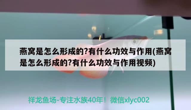 燕窝是怎么形成的?有什么功效与作用(燕窝是怎么形成的?有什么功效与作用视频) 马来西亚燕窝