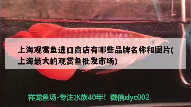 上海观赏鱼进口商店有哪些品牌名称和图片(上海最大的观赏鱼批发市场)