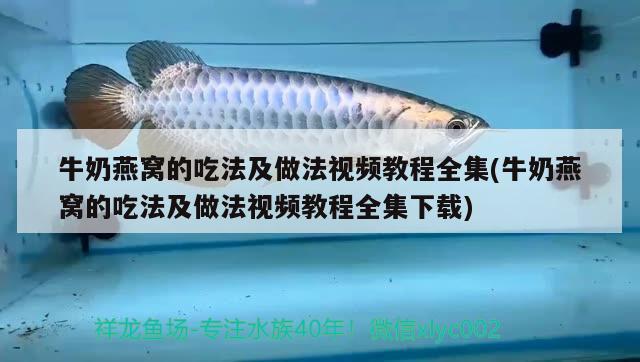 牛奶燕窝的吃法及做法视频教程全集(牛奶燕窝的吃法及做法视频教程全集下载)