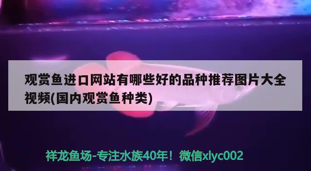 观赏鱼进口网站有哪些好的品种推荐图片大全视频(国内观赏鱼种类)