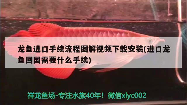 龙鱼进口手续流程图解视频下载安装(进口龙鱼回国需要什么手续)