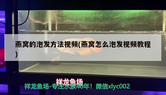 燕窝的泡发方法视频(燕窝怎么泡发视频教程) 马来西亚燕窝