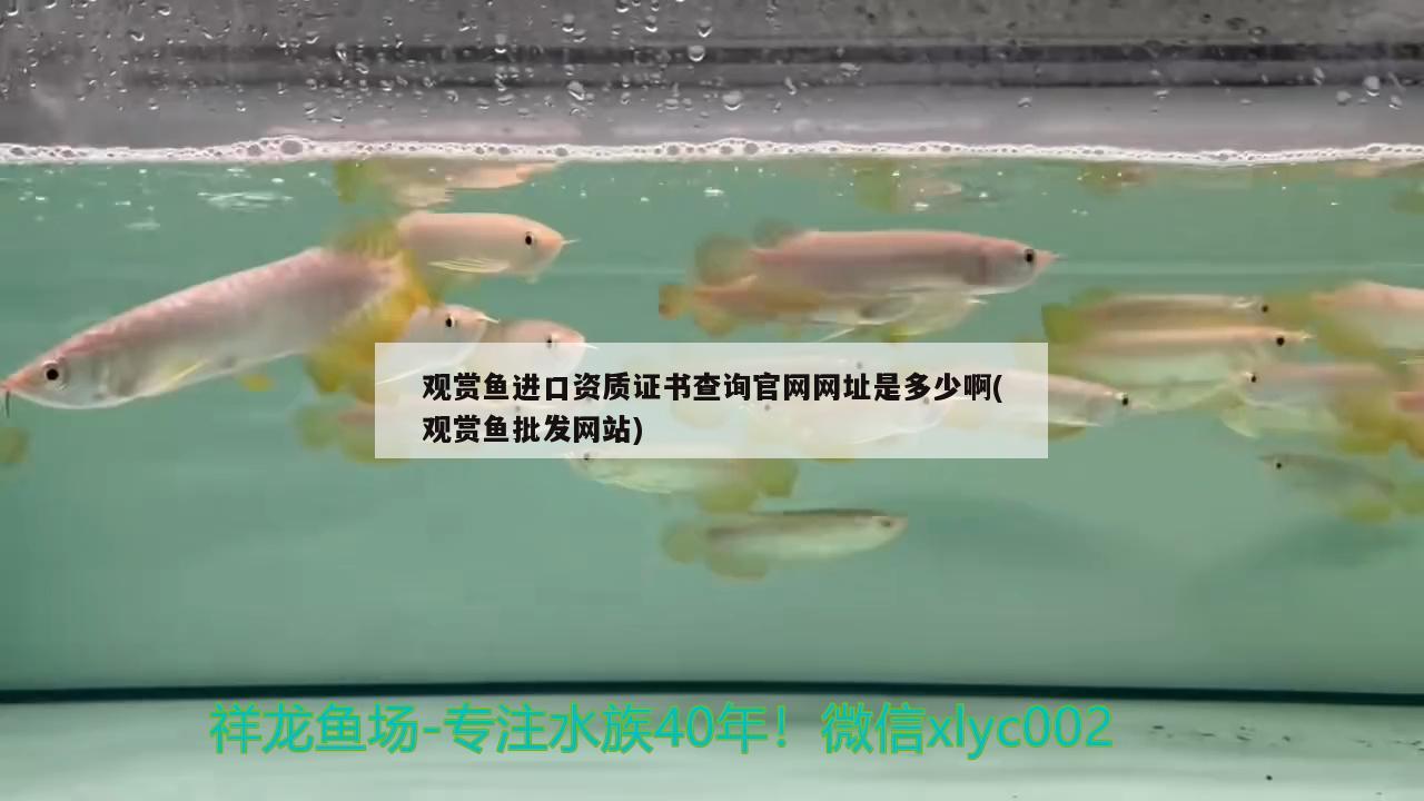 观赏鱼进口资质证书查询官网网址是多少啊(观赏鱼批发网站) 观赏鱼进出口