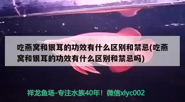 吃燕窝和银耳的功效有什么区别和禁忌(吃燕窝和银耳的功效有什么区别和禁忌吗)