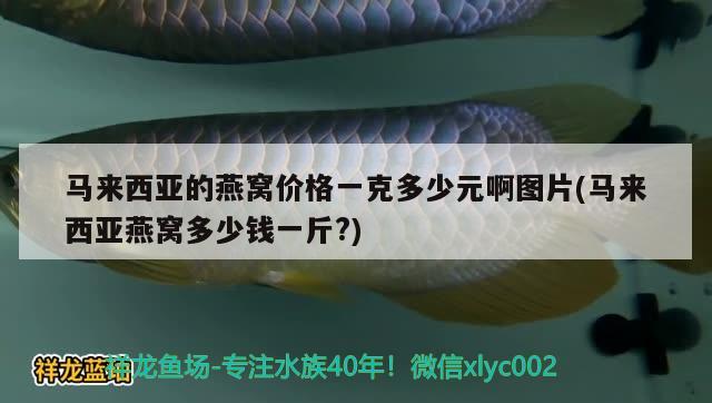 马来西亚的燕窝价格一克多少元啊图片(马来西亚燕窝多少钱一斤?)