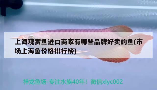 上海观赏鱼进口商家有哪些品牌好卖的鱼(市场上海鱼价格排行榜)