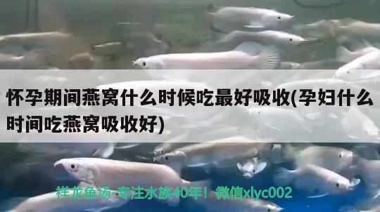 怀孕期间燕窝什么时候吃最好吸收(孕妇什么时间吃燕窝吸收好)