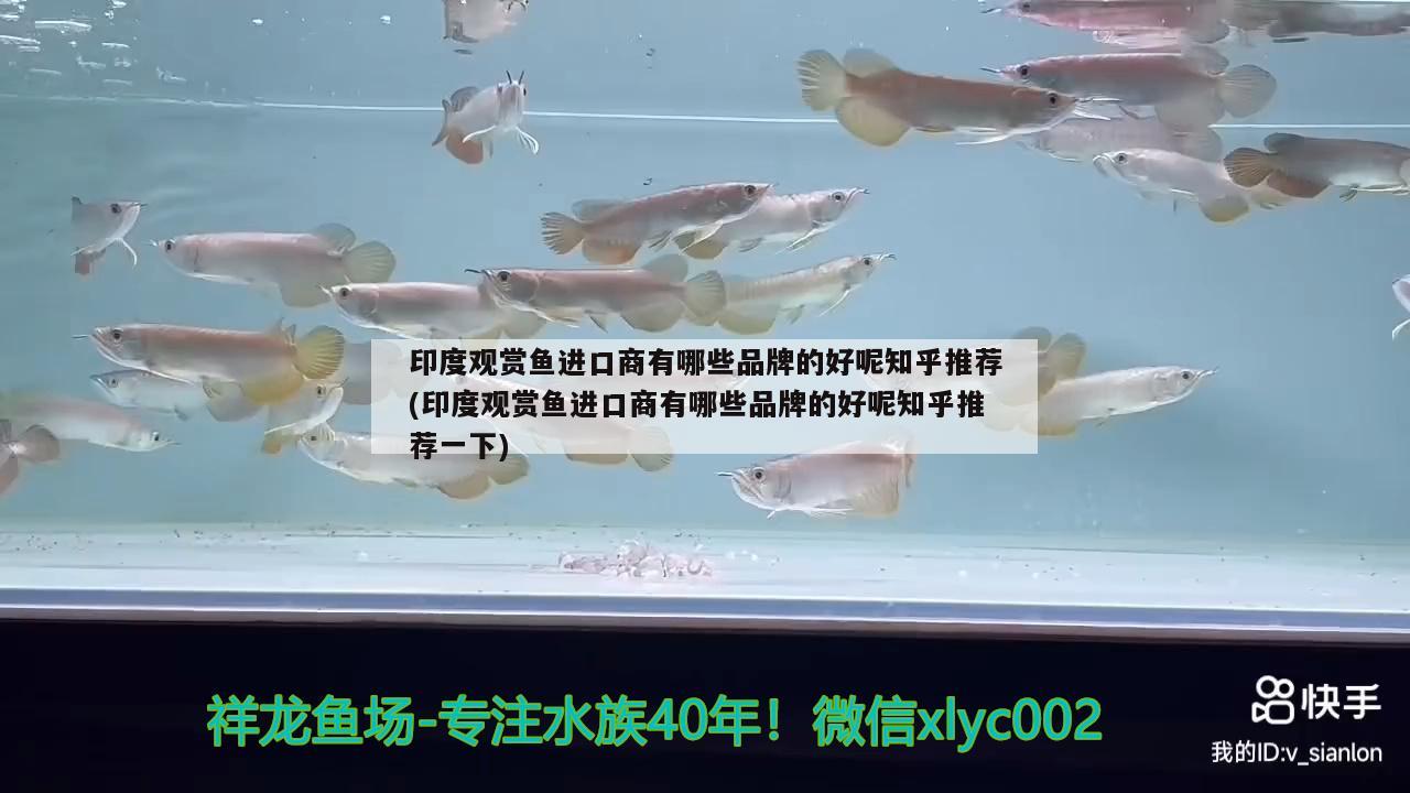 印度观赏鱼进口商有哪些品牌的好呢知乎推荐(印度观赏鱼进口商有哪些品牌的好呢知乎推荐一下)