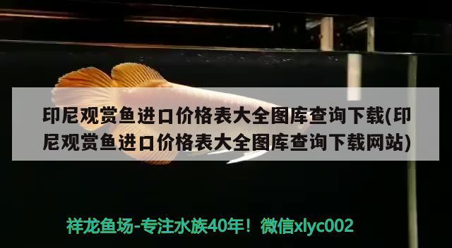 印尼观赏鱼进口价格表大全图库查询下载(印尼观赏鱼进口价格表大全图库查询下载网站)