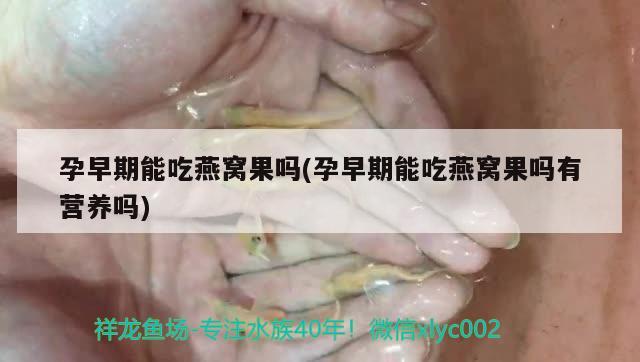 孕早期能吃燕窝果吗(孕早期能吃燕窝果吗有营养吗) 马来西亚燕窝