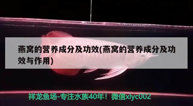 燕窝的营养成分及功效(燕窝的营养成分及功效与作用) 马来西亚燕窝