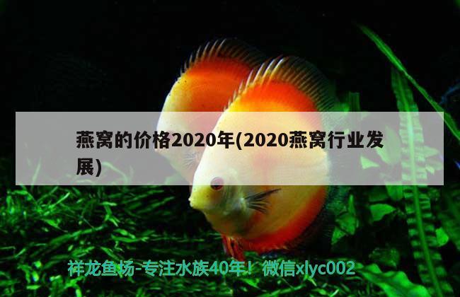 燕窝的价格2020年(2020燕窝行业发展) 马来西亚燕窝