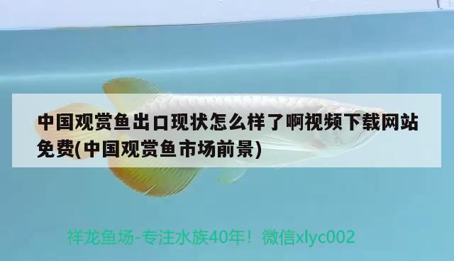 中国观赏鱼出口现状怎么样了啊视频下载网站免费(中国观赏鱼市场前景)