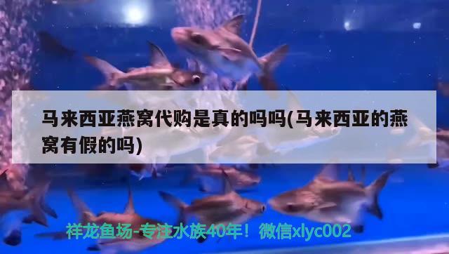 马来西亚燕窝代购是真的吗吗(马来西亚的燕窝有假的吗) 马来西亚燕窝