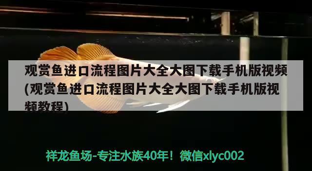 观赏鱼进口流程图片大全大图下载手机版视频(观赏鱼进口流程图片大全大图下载手机版视频教程)