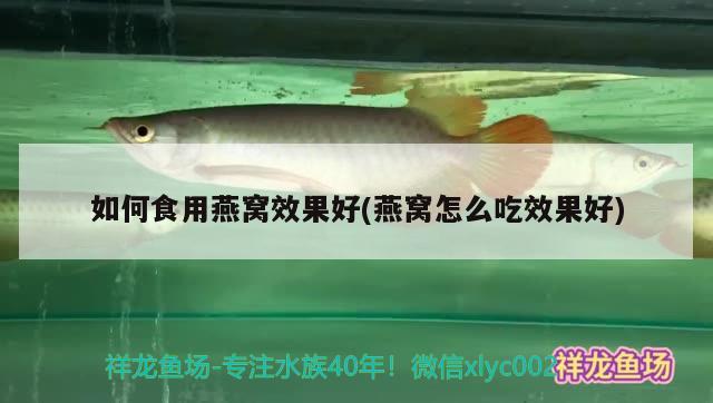 如何食用燕窝效果好(燕窝怎么吃效果好) 马来西亚燕窝