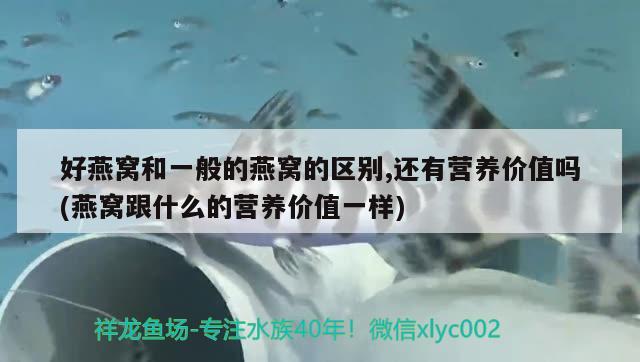 好燕窝和一般的燕窝的区别,还有营养价值吗(燕窝跟什么的营养价值一样)