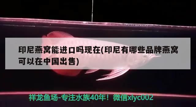 印尼燕窝能进口吗现在(印尼有哪些品牌燕窝可以在中国出售) 马来西亚燕窝