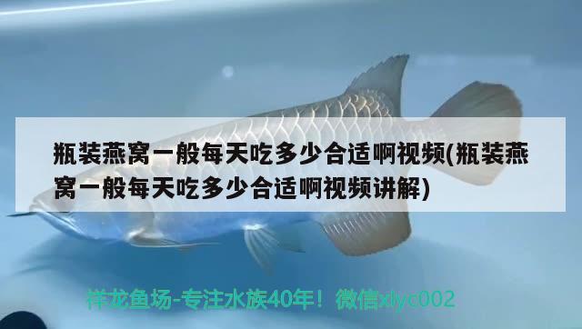 瓶装燕窝一般每天吃多少合适啊视频(瓶装燕窝一般每天吃多少合适啊视频讲解) 马来西亚燕窝