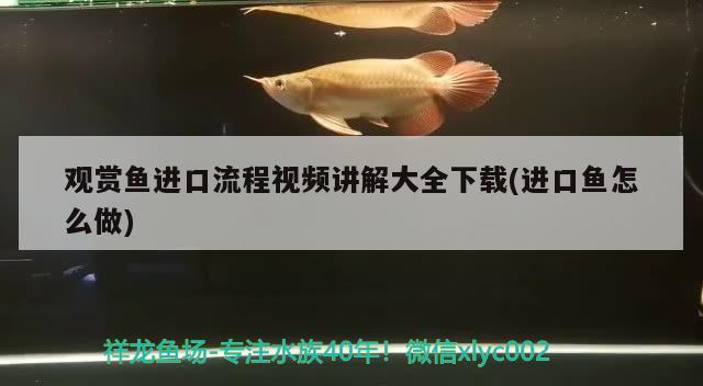 观赏鱼进口流程视频讲解大全下载(进口鱼怎么做)