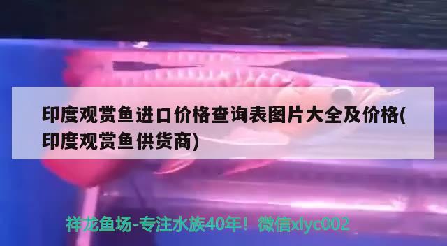 印度观赏鱼进口价格查询表图片大全及价格(印度观赏鱼供货商)