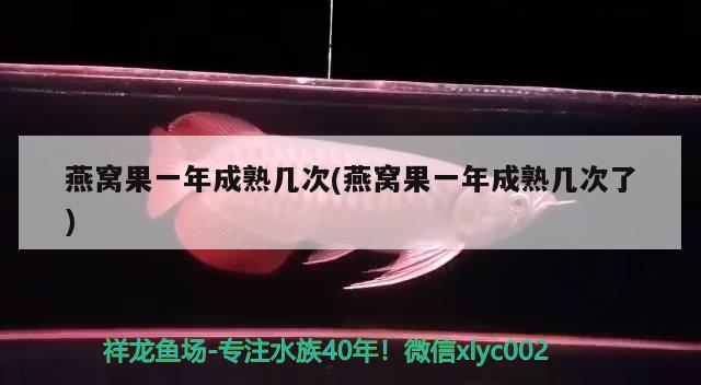 燕窝果一年成熟几次(燕窝果一年成熟几次了) 马来西亚燕窝