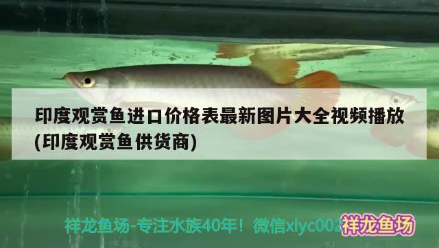 印度观赏鱼进口价格表最新图片大全视频播放(印度观赏鱼供货商)