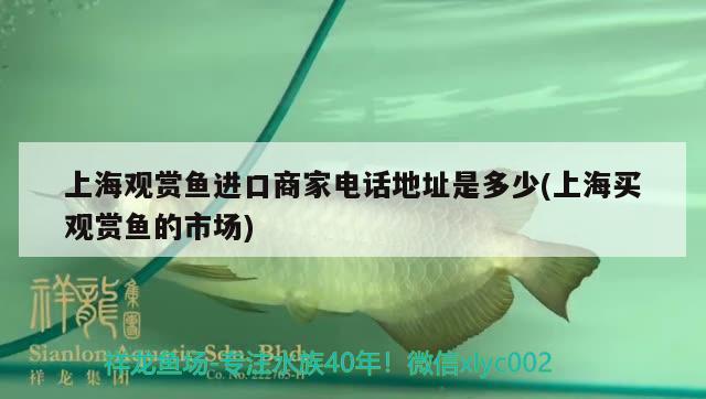 上海观赏鱼进口商家电话地址是多少(上海买观赏鱼的市场) 观赏鱼进出口