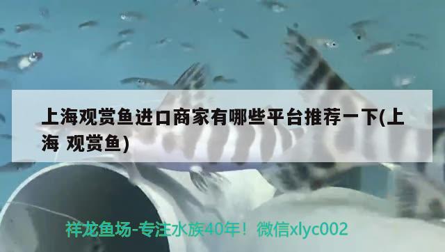 上海观赏鱼进口商家有哪些平台推荐一下(上海观赏鱼)