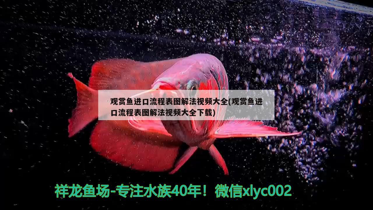 观赏鱼进口流程表图解法视频大全(观赏鱼进口流程表图解法视频大全下载)