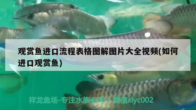 观赏鱼进口流程表格图解图片大全视频(如何进口观赏鱼)