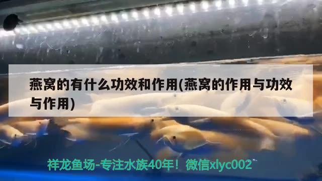 燕窝的有什么功效和作用(燕窝的作用与功效与作用) 马来西亚燕窝