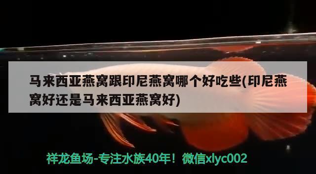 马来西亚燕窝跟印尼燕窝哪个好吃些(印尼燕窝好还是马来西亚燕窝好)