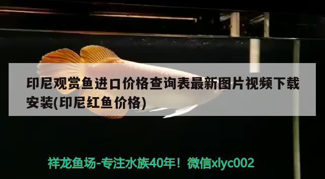 印尼观赏鱼进口价格查询表最新图片视频下载安装(印尼红鱼价格) 观赏鱼进出口